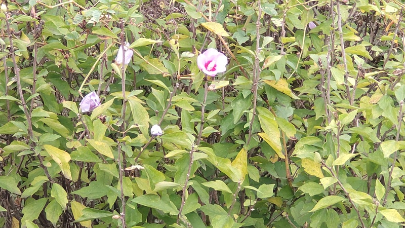 ムクゲの花 横浜市旭区今宿南町