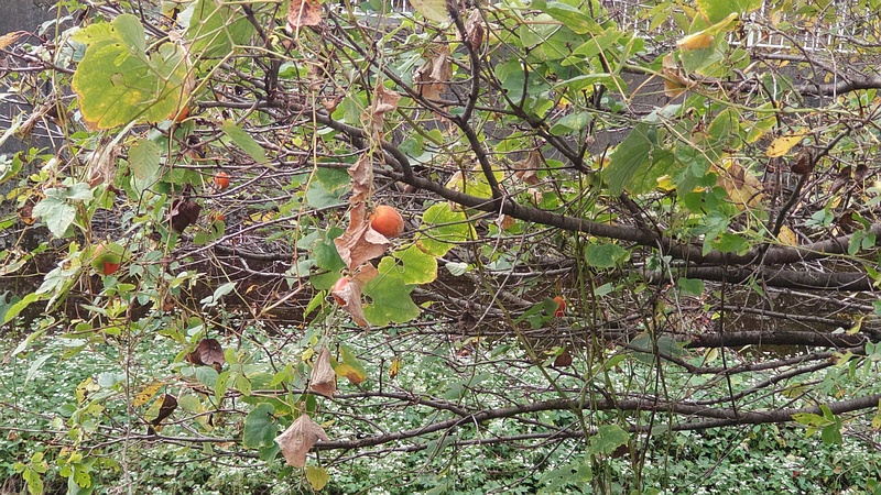 カラスウリの果実 横浜市旭区今宿南町
