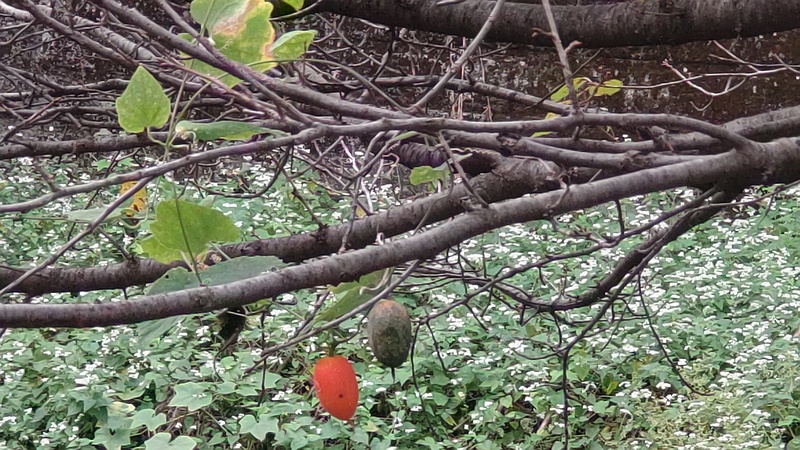 カラスウリの果実 横浜市旭区今宿南町