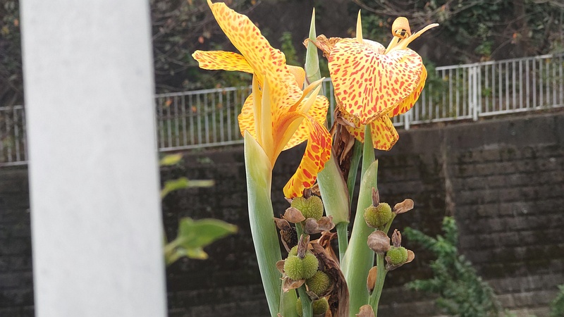 カンナの花と果実 横浜市旭区今宿南町