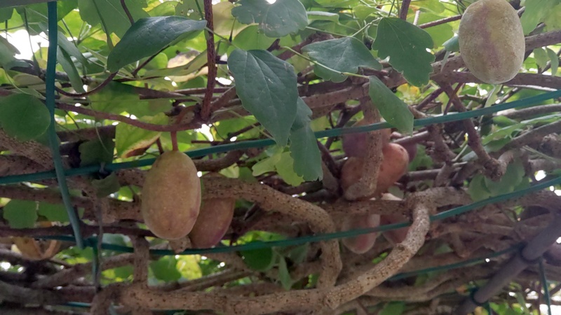 ミツバアケビの果実 横浜市旭区今宿南町