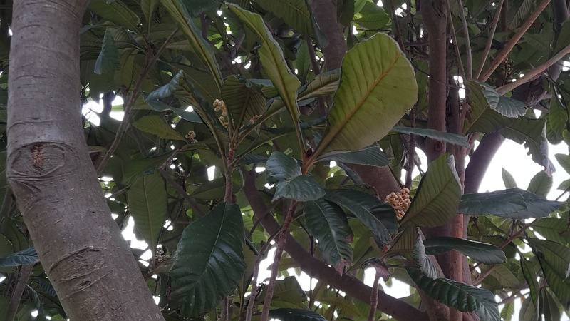 ビワの果実 横浜市旭区今宿南町