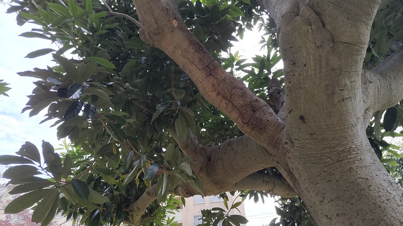 マテバシイ 横浜市旭区今宿南町