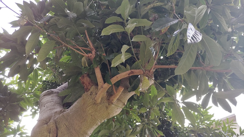 マテバシイ 横浜市旭区今宿南町