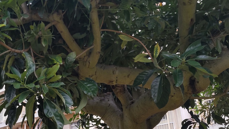 マテバシイ 横浜市旭区今宿南町