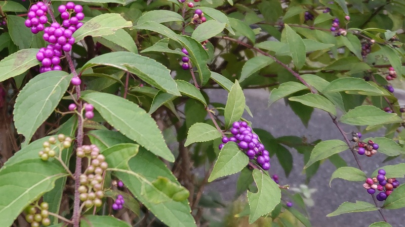 コムラサキ 横浜市旭区今宿南町