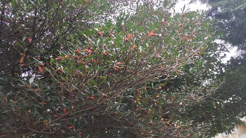 モッコクの果実 横浜市旭区今宿南町