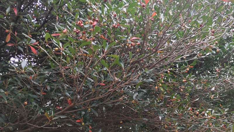 モッコクの果実 横浜市旭区今宿南町