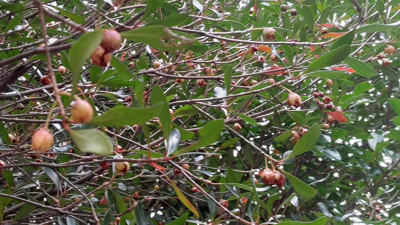 モッコクの果実 横浜市旭区今宿南町