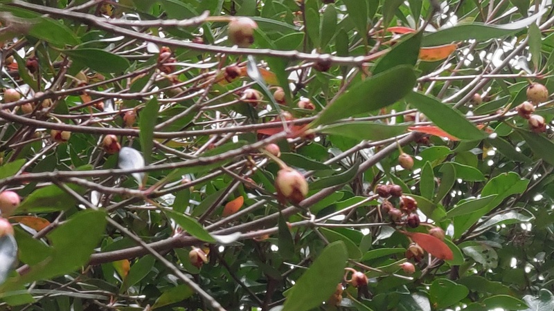 モッコクの果実 横浜市旭区今宿南町