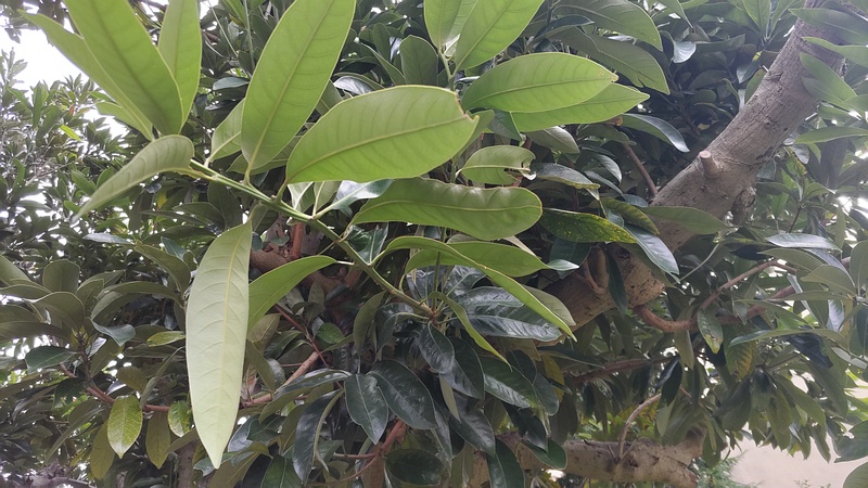 マテバシイ 横浜市旭区今宿南町