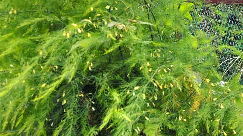 オオミドリボウキ 横浜市旭区今宿南町