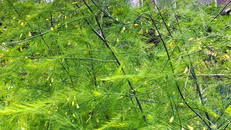 オオミドリボウキ 横浜市旭区今宿南町