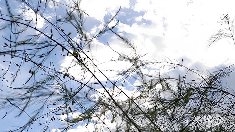 オオミドリボウキ 横浜市旭区今宿南町