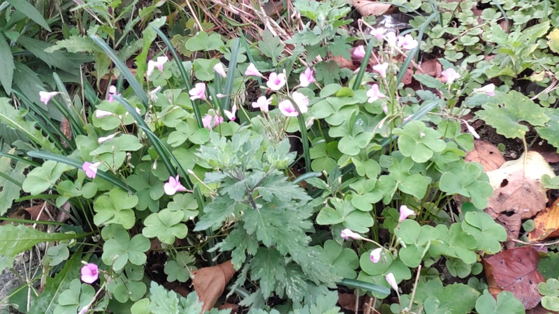 イモカタバミ 横浜市旭区今宿南町