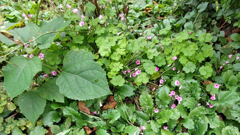 イモカタバミ 横浜市旭区今宿南町