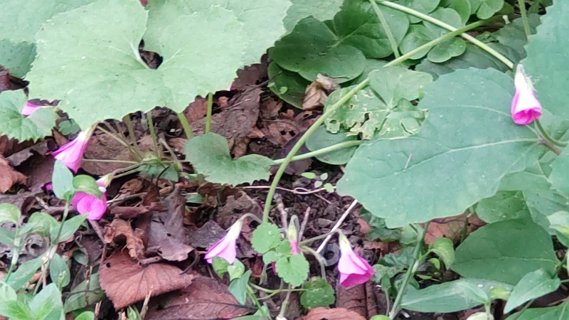 フヨウカタバミ 横浜市旭区今宿南町