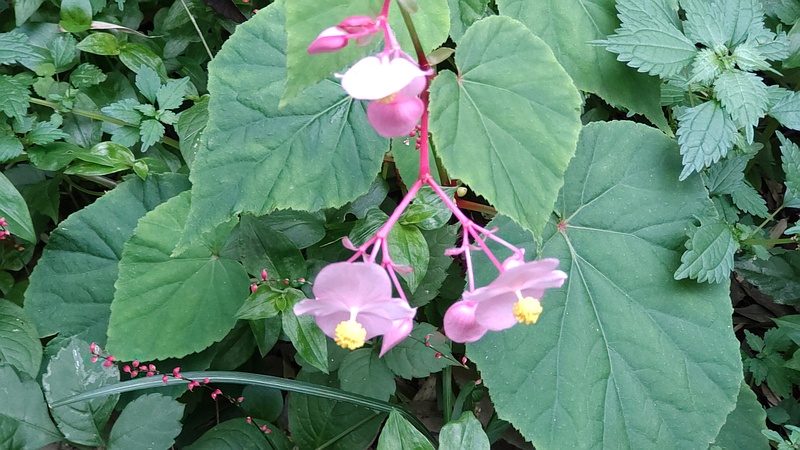 シュウカイドウ 横浜市旭区今宿南町