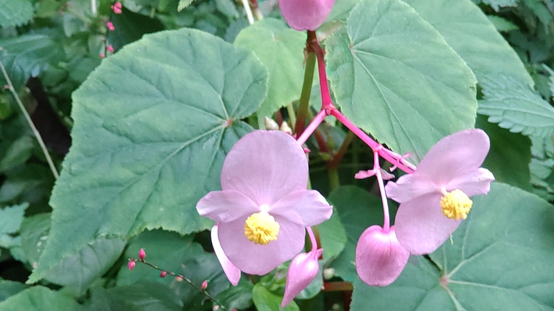シュウカイドウ 横浜市旭区今宿南町