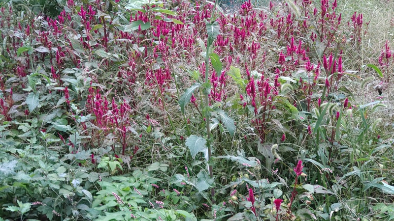ケイトウ 横浜市旭区今宿南町