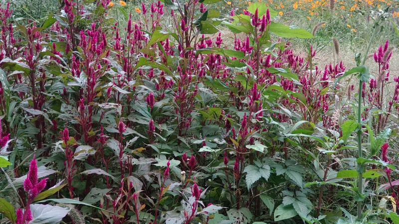 ケイトウ 横浜市旭区今宿南町