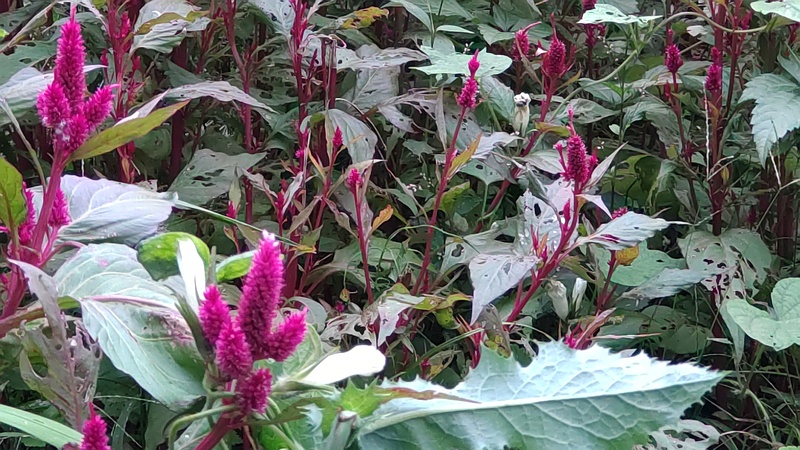 ケイトウ 横浜市旭区今宿南町