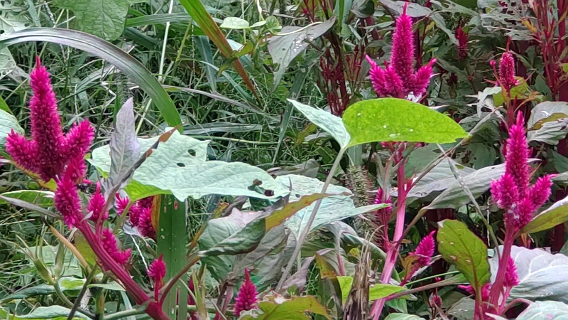 ケイトウ 横浜市旭区今宿南町