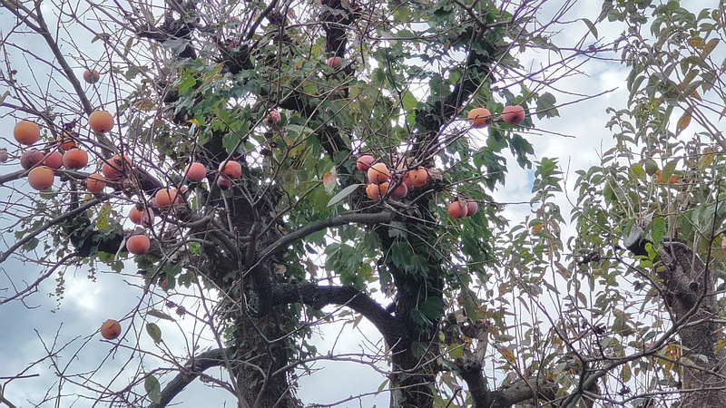 カキノキの果実 横浜市旭区今宿南町