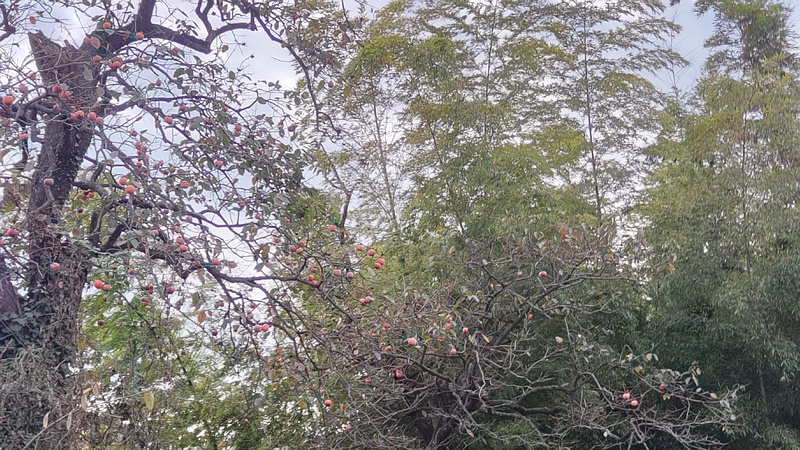 カキノキの果実 横浜市旭区今宿南町