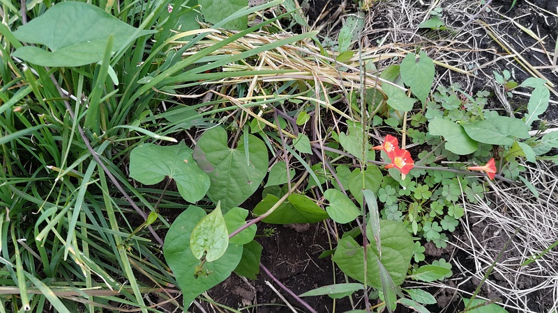 マルバルコウソウの花 横浜市旭区今宿南町