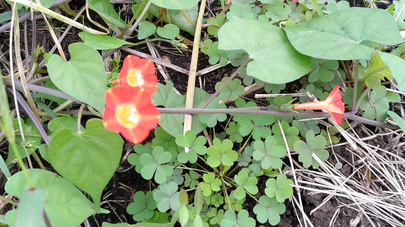 マルバルコウソウ 横浜市旭区今宿南町