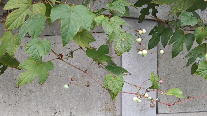 ノブドウの果実 横浜市旭区今宿南町
