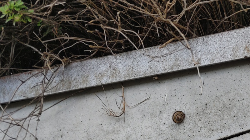 カタツムリ 横浜市旭区今宿南町