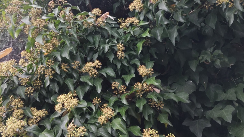 キヅタの蕾と花 横浜市旭区今宿南町