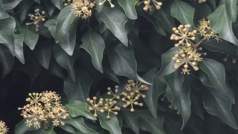キヅタの蕾と花 横浜市旭区今宿南町