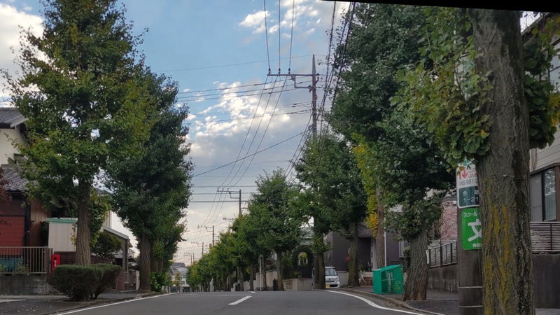イチョウ並木 横浜市旭区今宿町