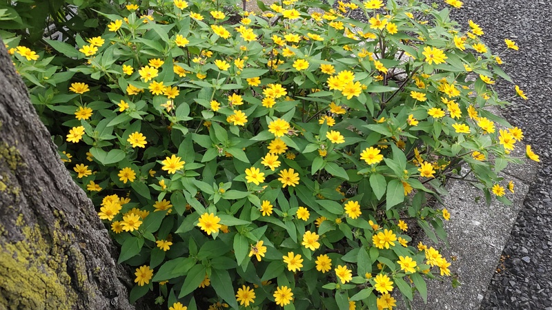メランポジウムの花 横浜市旭区今宿町