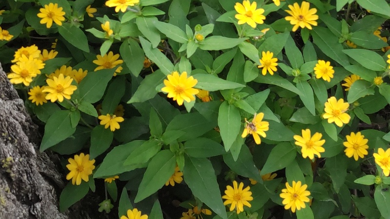 メランポジウムの花 横浜市旭区今宿町