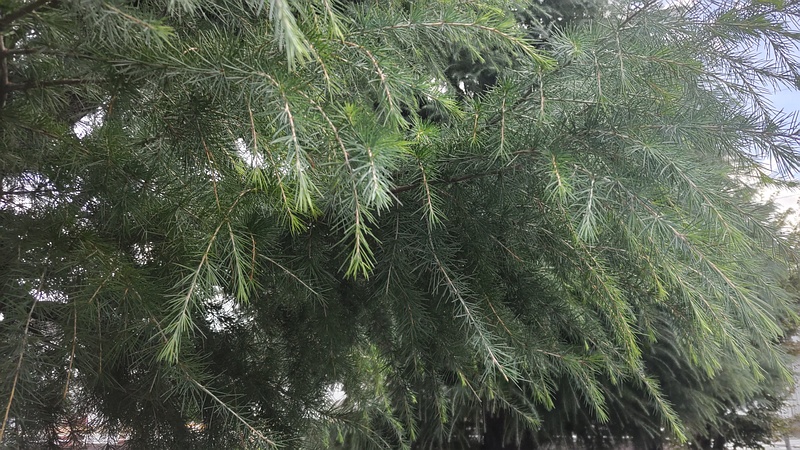 ヒマラヤスギ 横浜市旭区中沢町