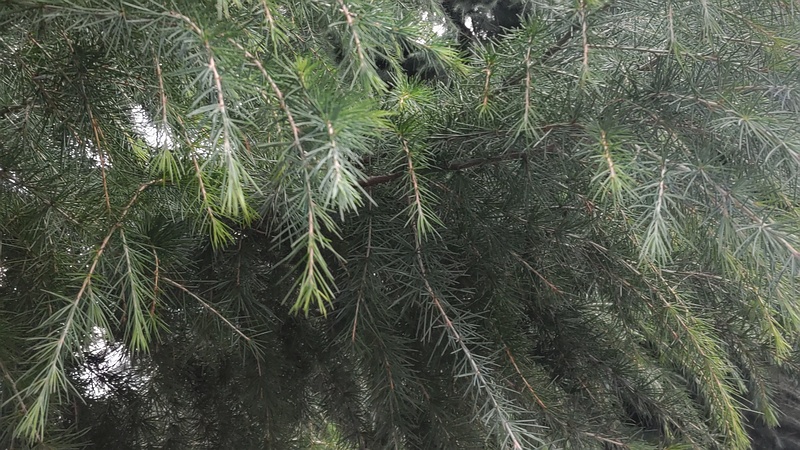 ヒマラヤスギ 横浜市旭区中沢町