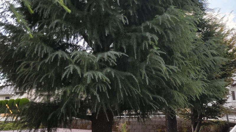 ヒマラヤスギ 横浜市旭区中沢町