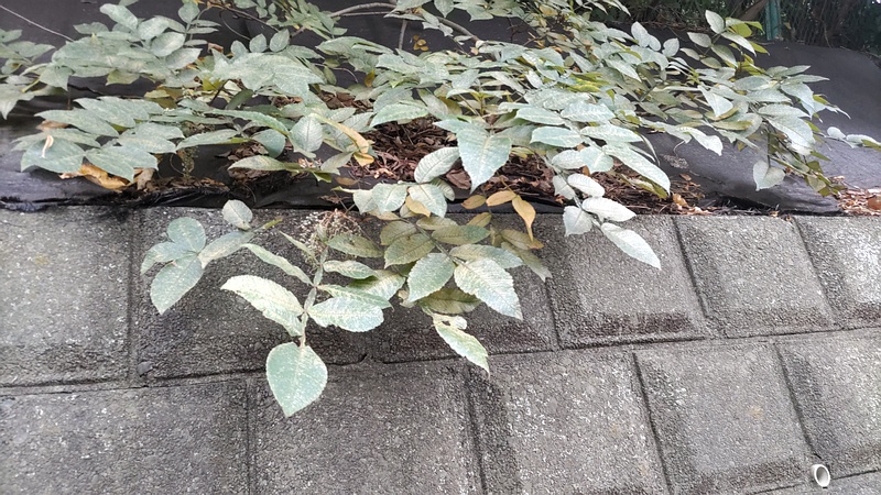 ヌルデの果実 横浜市旭区中尾町