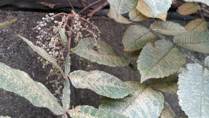 ヌルデの果実 横浜市旭区中尾町