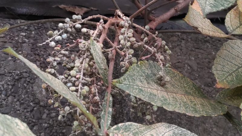 ヌルデの果実 横浜市旭区中尾町