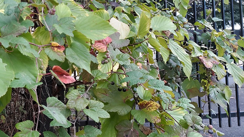 ヤマブドウの果実 横浜市旭区中尾