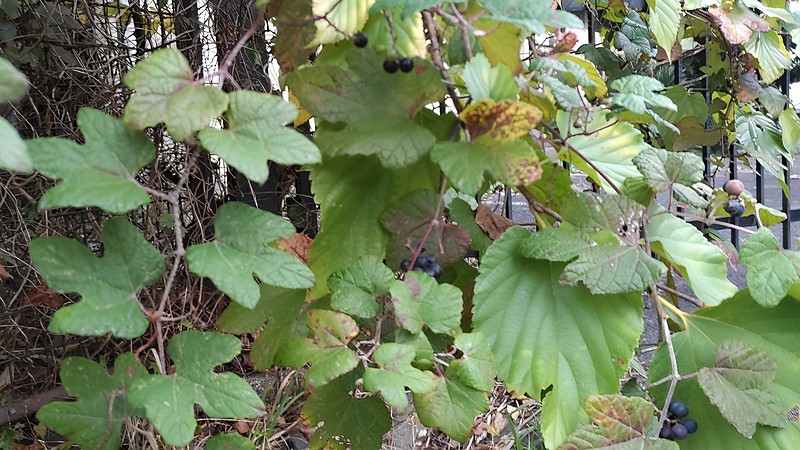 ヤマブドウの果実 横浜市旭区中尾