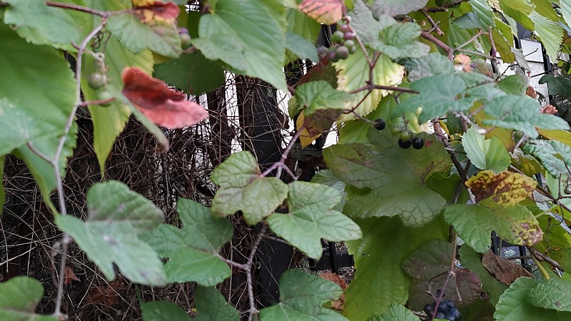 ヤマブドウの果実 横浜市旭区中尾