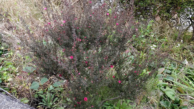 ギョリュウバイ 横浜市旭区中尾町