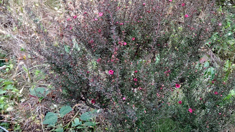 ギョリュウバイ 横浜市旭区中尾町