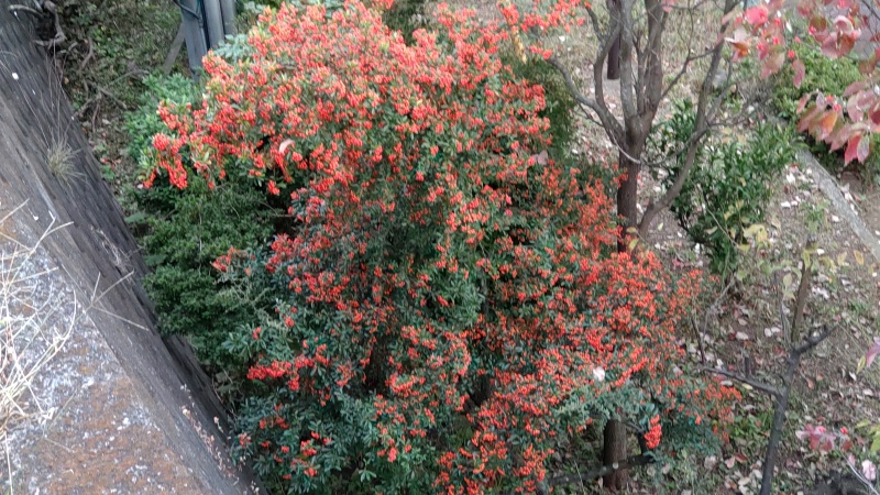 ピラカンサ 横浜市旭区中尾